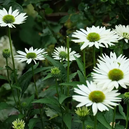 Lejlighed Holiday Rosengarten In The Ilztal